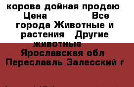 корова дойная продаю › Цена ­ 100 000 - Все города Животные и растения » Другие животные   . Ярославская обл.,Переславль-Залесский г.